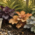 Les plus belles heuchères en bordure : Obsidian, Caramel, Silver Gumdrop au jardin
