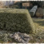 Tailler les eleagnus, haie dense sans dégarnir