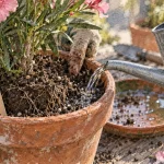 Arrosage laurier rose en pot, arrosez en profondeur sans eau stagner