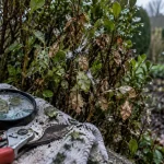 Maladie des buis, pyrale ou champignon : buis dépérissant